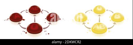 Blood and plasma donation compatibility. Universal donors - front - and recipients - back - for blood and plasma donation and transfusion. Stock Photo