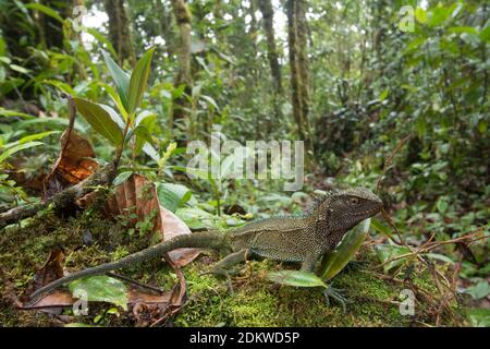 Lézard en bois à gorge rouge (Enyalioides rubrigularis) dans son habitat naturel, forêt tropicale montagnarde mossy au-dessus de la vallée du Rio Nangaritza dans la Cordillère del Banque D'Images