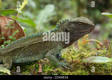 Lézard en bois à gorge rouge (Enyalioides rubrigularis) dans son habitat naturel, forêt tropicale montagnarde mossy au-dessus de la vallée du Rio Nangaritza dans la Cordillère del Banque D'Images