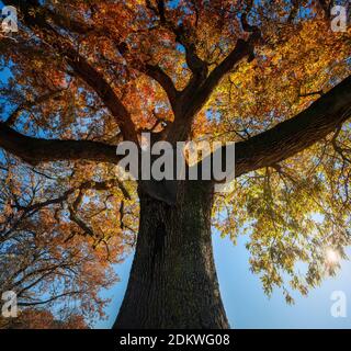 Chêne séculaire en automne matin en contre-jour. Toscane, Italie Europe. Banque D'Images