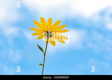 Low angle view of yellow sunflower against soft blue sky Stock Photo