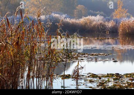 Automne, Warmia et Masuria, Pologne Banque D'Images