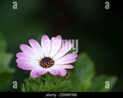 Gros plan de la fleur rouge d'un cap marguerite, Osteospermum ecklonis Banque D'Images