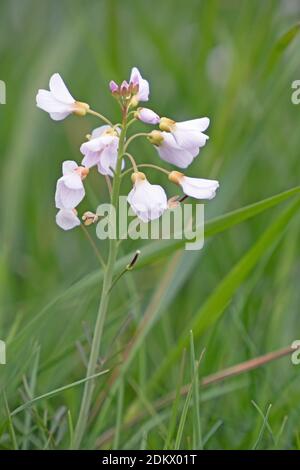 Gros plan des fleurs violettes de la fleur de couckoo, Cardamine pratensis Banque D'Images