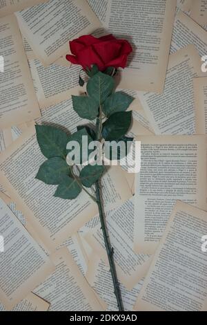 Une rose rouge unique sur un fond de pages d'un vieux livre. Célébration de la Saint-Valentin 2021. Banque D'Images