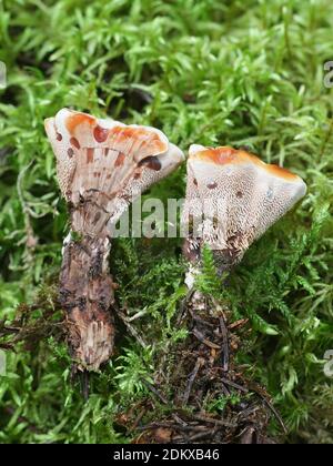 Hydnellum peckii, connu sous le nom de fraise et crème, le saignement et la dent Hydnellum saignements champignon, champignons sauvages de Finlande Banque D'Images