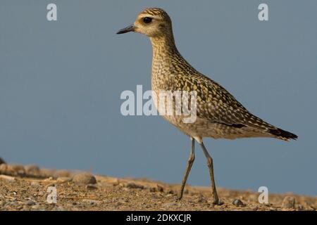 Juveniele Aziatische Goudplevier ; le jeune pluvier doré Pluvialis fulva, Banque D'Images