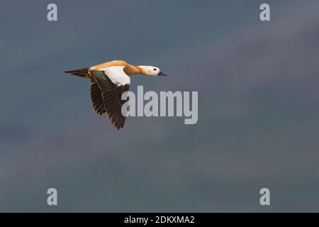 Casarca dans viaje en avión, tadorne en vol Banque D'Images