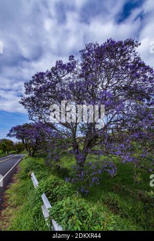 Magnifiques arbres Jacaranda en pleine floraison sur le chemin jusqu'au cratère de Haleakala à Maui, Hawaï Banque D'Images