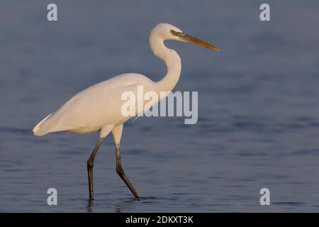 Wadende Rifreiger ; witte vorm Westelijke patauger forme blanche de Western Reef heron Banque D'Images