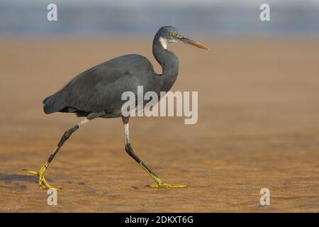 Donkere vorm Westelijke Rifreiger ; Dark morph Western Reef heron Banque D'Images