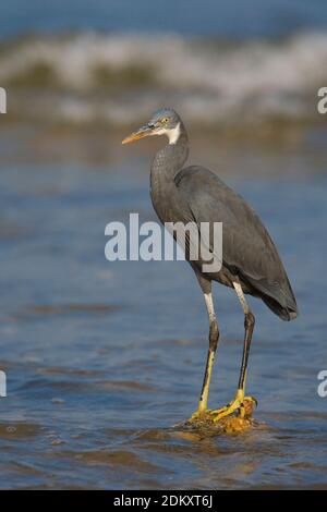 Donkere vorm Westelijke Rifreiger ; Dark morph Western Reef heron Banque D'Images