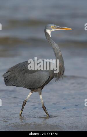 Donkere vorm Westelijke Rifreiger ; Dark morph Western Reef heron Banque D'Images