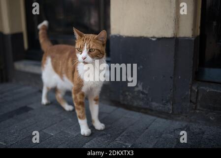 Curieux le gingembre cat devant une maison dans la vieille ville d'amsterdam Banque D'Images