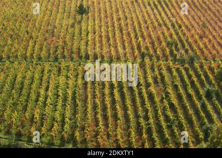 Comté de Vrancea, Roumanie. Un vignoble dans la vallée de la rivière Putna. Banque D'Images