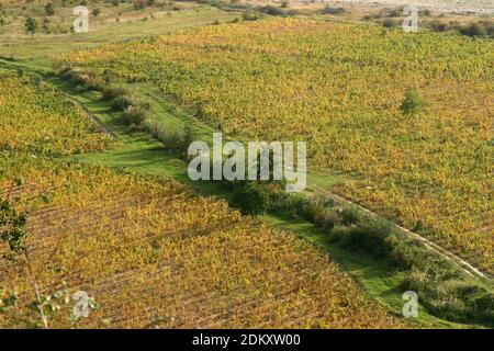 Comté de Vrancea, Roumanie. Un vignoble dans la vallée de la rivière Putna. Banque D'Images