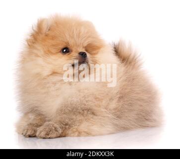 Portrait d'un Spitz de Poméranie à poil long sur fond blanc. Banque D'Images