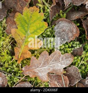 Feuilles de chêne et de hêtre surgelées, et mousse de sphagnum sur la réserve naturelle commune de Lowland Heath Strensall, York, Angleterre. Banque D'Images