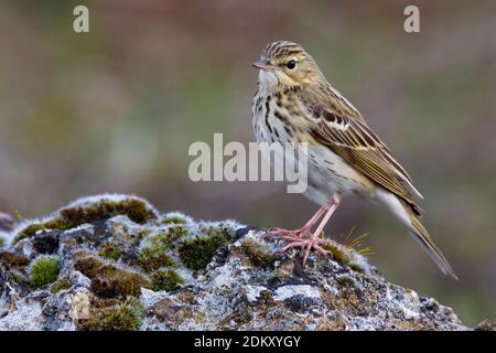 Boompieper Volwassen op de grond Pipit des arbres adultes ; sur le terrain Banque D'Images