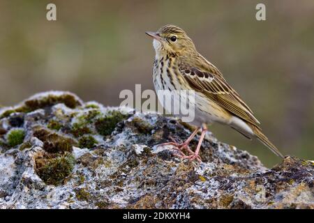 Boompieper Volwassen op de grond Pipit des arbres adultes ; sur le terrain Banque D'Images