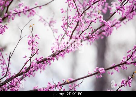 Cliché abstrait du Redbud Tree de l'est, Cerci canadensis, originaire de l'est de l'Amérique du Nord, montré ici en pleine floraison dans le centre-sud du Kentucky. D peu profond Banque D'Images