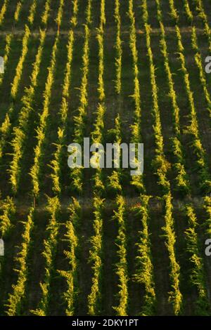 Comté de Vrancea, Roumanie. Un vignoble dans la vallée de la rivière Putna. Banque D'Images