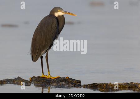 Donkere vorm van de Westelijke Rifreiger ; Dark morph de Western Reef heron Banque D'Images