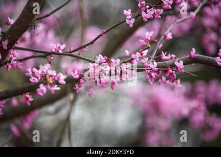 Résumé du Redbud Tree de l'est, Cerci canadensis, originaire de l'est de l'Amérique du Nord, montré ici en pleine floraison dans le centre-sud du Kentucky. Faible profondeur Banque D'Images