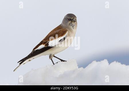 Homme Sneeuwvink in de en ; Blanc-winged Snowfinch homme perché dans la neige Banque D'Images