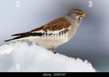 Homme Sneeuwvink in de en ; Blanc-winged Snowfinch homme perché dans la neige Banque D'Images