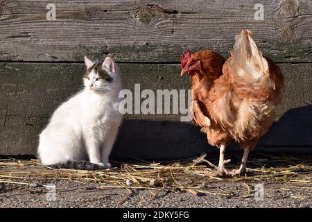 Chat blanc et poule brune ensemble paisiblement sur le terrain de la cour de ferme Banque D'Images