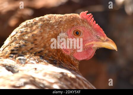 Gros plan de la tête de poulet avec plumes détaillées et peigne rouge Banque D'Images