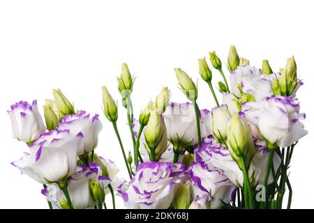 Belles fleurs d'eustoma violet pâle isolées sur fond blanc. Banque D'Images