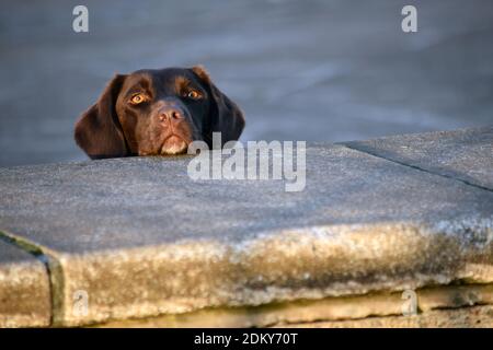 Visage d'un chien labrador culminant derrière un mur gris Banque D'Images