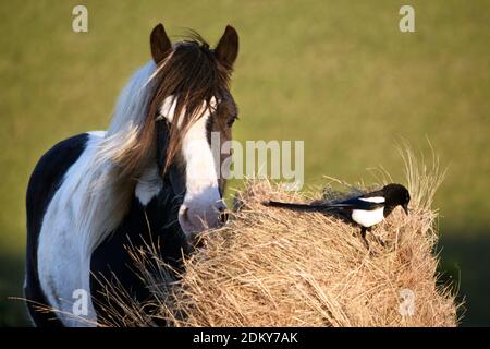 Cheval gitan et pie sur une balle de foin à l'extérieur sur South Downs, Sussex, Angleterre, Royaume-Uni Banque D'Images
