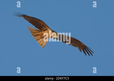 Dans Geelsnavelwouw de viaje en avión ; jaune-billed Kite en vol Banque D'Images