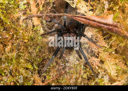 Une araignée à toile de porte-monnaie (Atypidae) dans son trou sur une banque de mousse dans la forêt tropicale de la Cordillère del Condor, l'Amazone équatorienne. Une zone de exceptionnellement Banque D'Images