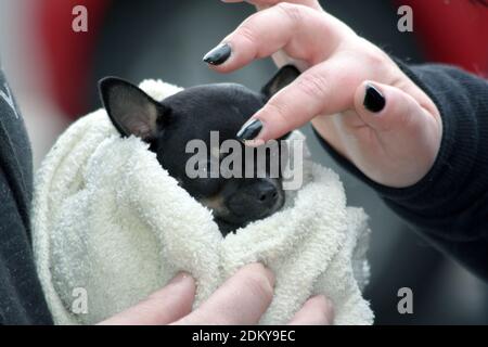 Gros plan d'un jeune chihuahua noir enveloppé dans une couverture confortable pour la chaleur avec une main humaine touchant son front à Brighton, Sussex, Angleterre, Royaume-Uni Banque D'Images