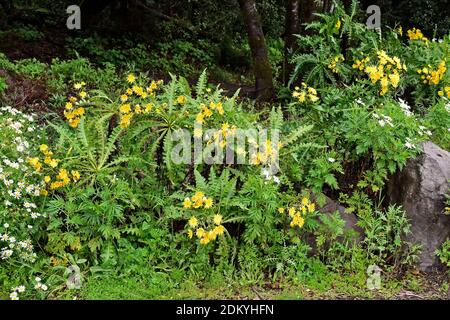 Spain, La Gomera, giant dandelion - Sonchus acaulis, endemic on Canary Islands Stock Photo