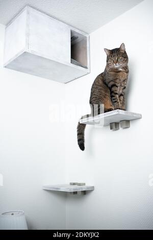 tabby domestique shorthair chat assis à l'étape devant le bricolage animal de compagnie étagère de grotte regardant vers le bas Banque D'Images