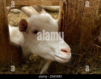 Chèvre blanc dans la grange. Chèvre nain domestique dans la ferme. Banque D'Images