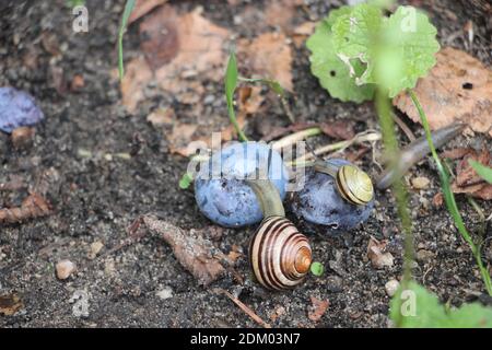 Les escargots mangent des prunes pourpres sur le sol. Concept de la nature. Banque D'Images