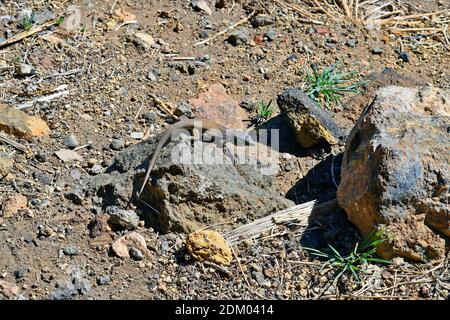 Espagne, îles Canaries, lézard de Ténérife Banque D'Images