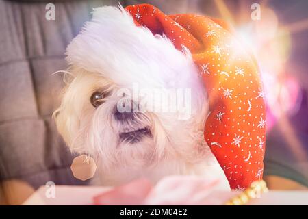 Un petit chien maltais vêtu d'un chapeau de Père Noël est assis à la table avec des cadeaux pour le Père Noël et Noël. Banque D'Images