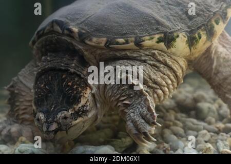 Tortue alligator Snapping Tortue exotique Banque D'Images