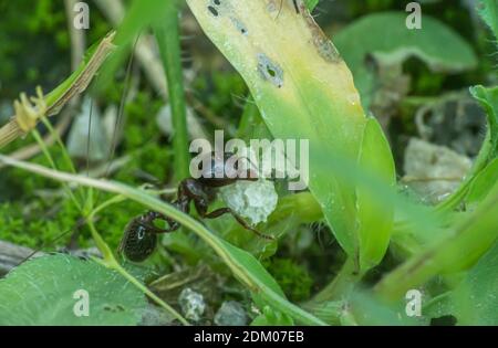 fourmis mange du pain macro gros plan Banque D'Images