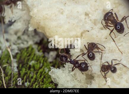 fourmis mange du pain macro gros plan Banque D'Images