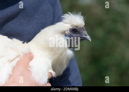 Gros plan très net des poulets à l'argentée blancs face à la lumière directe du soleil. Tous les rides et les détails de la peau bleu profond est montré, l'oeil vif aussi. Banque D'Images