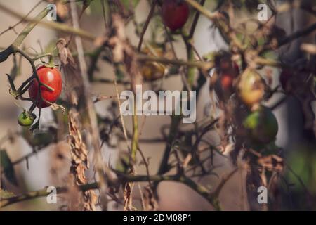 Fruits de tomate endommagés par une maladie bactérienne. Tomates fissurées par l'humidité. Tomates séchées à partir de parasites. Banque D'Images