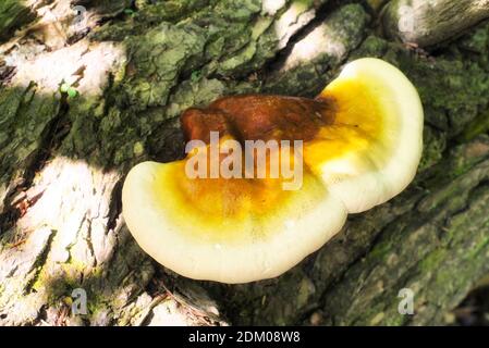 Une étagère de vernis de hemlock support champignon poussant sur un arbre de hemlock tombé à Falls Village connecticut, nouvel été d'angleterre. Banque D'Images